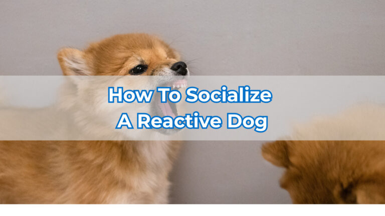 how to socialize a reactive dog