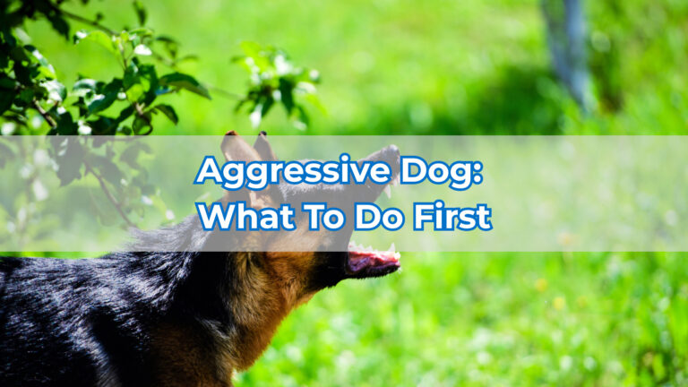 aggressive dog