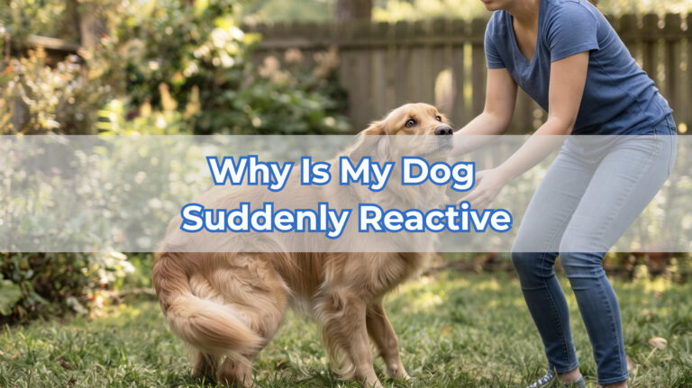 why is my dog suddenly reactive