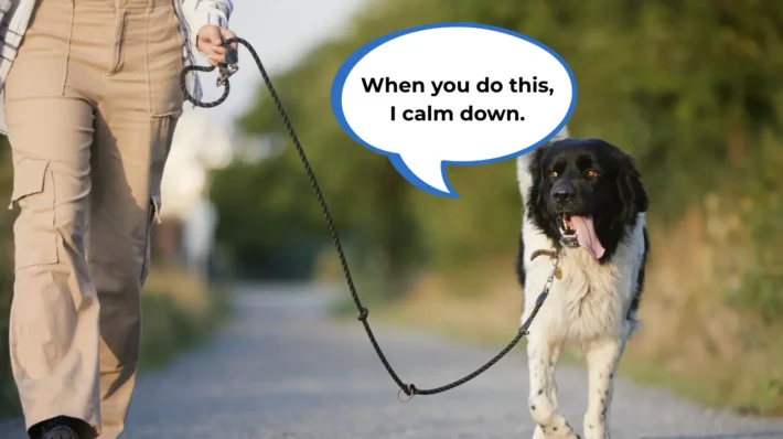 how to calm a reactive dog